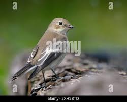 Attēlu rezultāti vaicājumam “Ficedula hypoleuca juvenile”