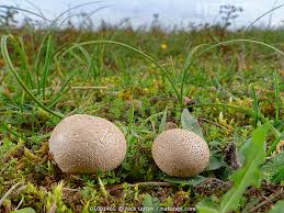 Attēlu rezultāti vaicājumam “Lignydium muscorum macro”