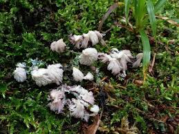 Attēlu rezultāti vaicājumam “Stemonitis axifera”