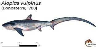 Image result for Alopias vulpinus