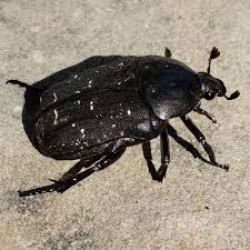 Attēlu rezultāti vaicājumam “Oxythyrea funesta imago”