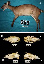 Attēlu rezultāti vaicājumam “Diderma roanense macro”