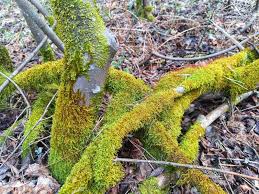 Attēlu rezultāti vaicājumam “Hypnum cupressiforme sporophyte”