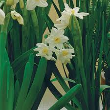 Attēlu rezultāti vaicājumam “Narcissus leaf”