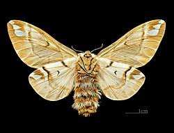 Attēlu rezultāti vaicājumam “Endromis versicolora”