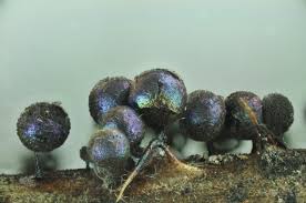 Attēlu rezultāti vaicājumam “Lamproderma arcyrioides macro”