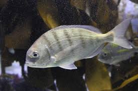 Image result for Pseudomyxus capensis