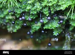 Attēlu rezultāti vaicājumam “Lamproderma columbinum”