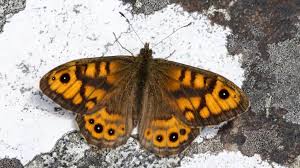 Attēlu rezultāti vaicājumam “Lasiommata megera underside”