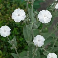 Image result for Lychnis coronaria alba