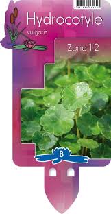 Attēlu rezultāti vaicājumam “Hydrocotyle vulgaris fruit”