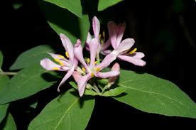 Attēlu rezultāti vaicājumam “Lonicera tatarica”