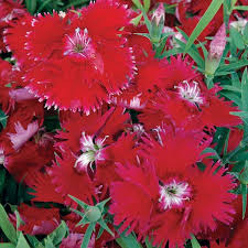 Image result for Dianthus