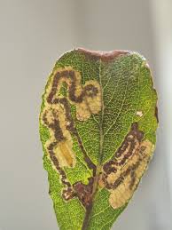 Attēlu rezultāti vaicājumam “Rabdophaga salicis”