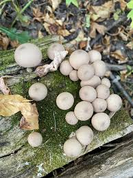 Attēlu rezultāti vaicājumam “Lycoperdon pyriforme sessile”