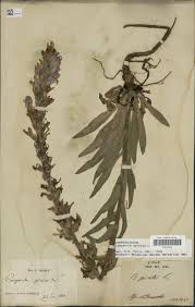 Image result for Campanula spicata