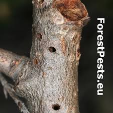 Attēlu rezultāti vaicājumam “Andricus quercuscorticis”