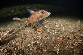 Attēlu rezultāti vaicājumam “Chimabachidae”