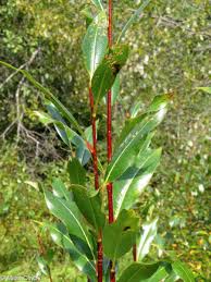 Attēlu rezultāti vaicājumam “Salix pentandra flower”