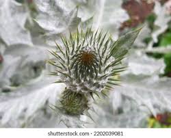 Image result for Silberdistel