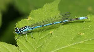Attēlu rezultāti vaicājumam “Coenagrionidae”