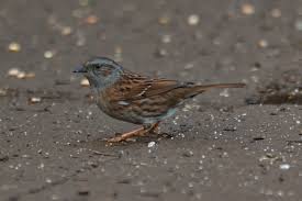 Attēlu rezultāti vaicājumam “Prunella modularis adult”