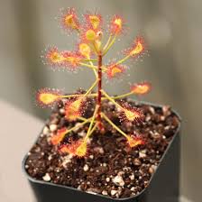 Image result for Drosera