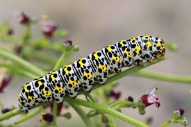 Attēlu rezultāti vaicājumam “Cucullia verbasci”