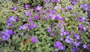 Attēlu rezultāti vaicājumam “Aubrieta deltoidea”