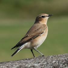 Attēlu rezultāti vaicājumam “Oenanthe oenanthe female”