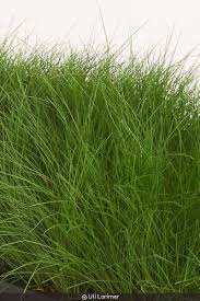 Attēlu rezultāti vaicājumam “Deschampsia flexuosa bud”