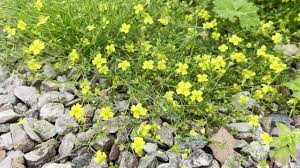 Attēlu rezultāti vaicājumam “Potentilla erecta”