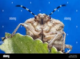 Attēlu rezultāti vaicājumam “Elasmucha grisea imago”