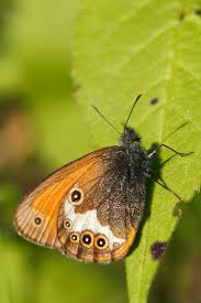 Attēlu rezultāti vaicājumam “Coenonympha arcania underside”