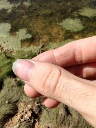 Attēlu rezultāti vaicājumam “Stuckenia pectinata leaf”