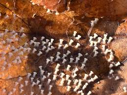 Attēlu rezultāti vaicājumam “Heterotrichia ferruginea (syn. Arcyria ferruginea) stalked”
