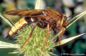 Attēlu rezultāti vaicājumam “Asilus crabroniformis”