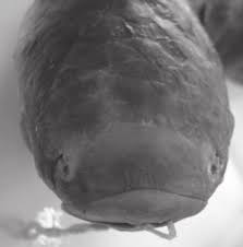 Image result for Liza aurata