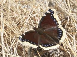 Attēlu rezultāti vaicājumam “Nymphalis antiopa upperside”