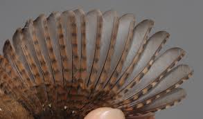 Attēlu rezultāti vaicājumam “Troglodytes troglodytes adult”