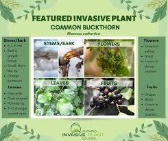 Attēlu rezultāti vaicājumam “Rhamnus cathartica fruit”