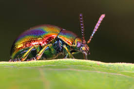 Attēlu rezultāti vaicājumam “Chrysolina fastuosa”