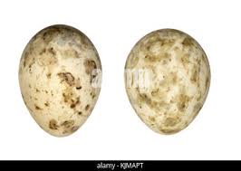 Attēlu rezultāti vaicājumam “Sylvia borin eggs”