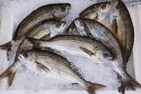 Image result for Sarpa salpa