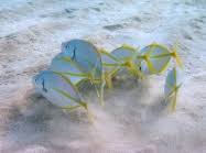 Image result for Pseudocaranx dentex