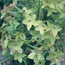 Image result for Nicotiana x sanderae `Perfume`F1