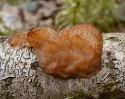 Attēlu rezultāti vaicājumam “Exidia cartilaginea”