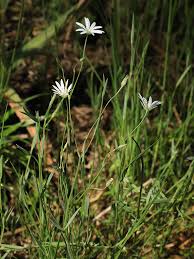 Attēlu rezultāti vaicājumam “Stellaria palustris”