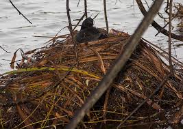 Attēlu rezultāti vaicājumam “Fulica atra nest”