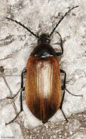 Attēlu rezultāti vaicājumam “Alleculidae”